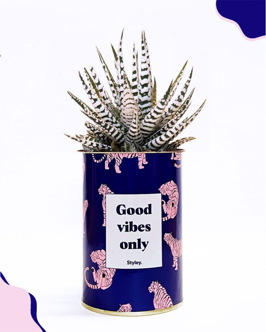 Cactus en pot de chez Styley avec inscrit le texte good vibes only devant un fond blanc.