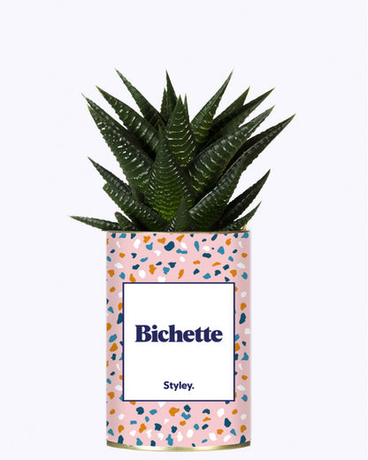 Vue en détail de la plante grasse en pot "Bichette" de chez Styley devant un fond blanc.