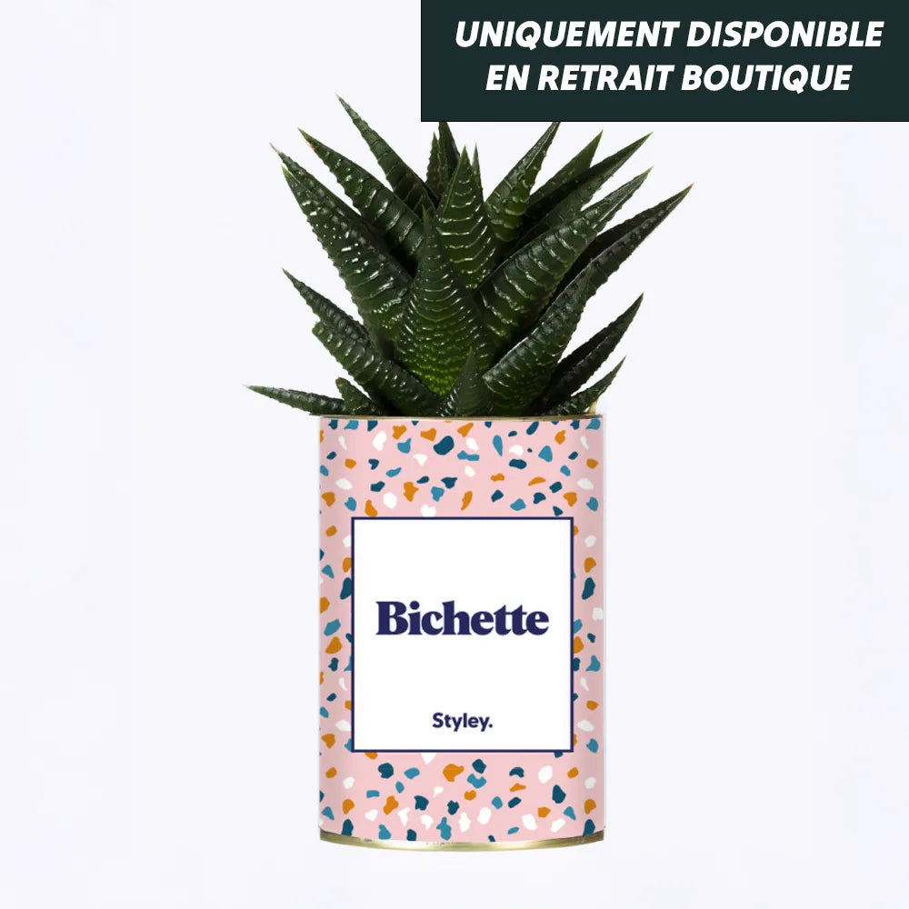 “Bichette” succulent plant – Original gift with a message – Kiplé Divonne